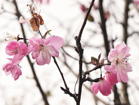 二十四番花信風·春分篇