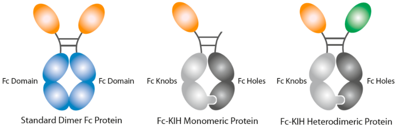 一文了解AdipoGen采用KIH（Knobs-into-Holes）技术生产InVivoKines系列蛋白优势