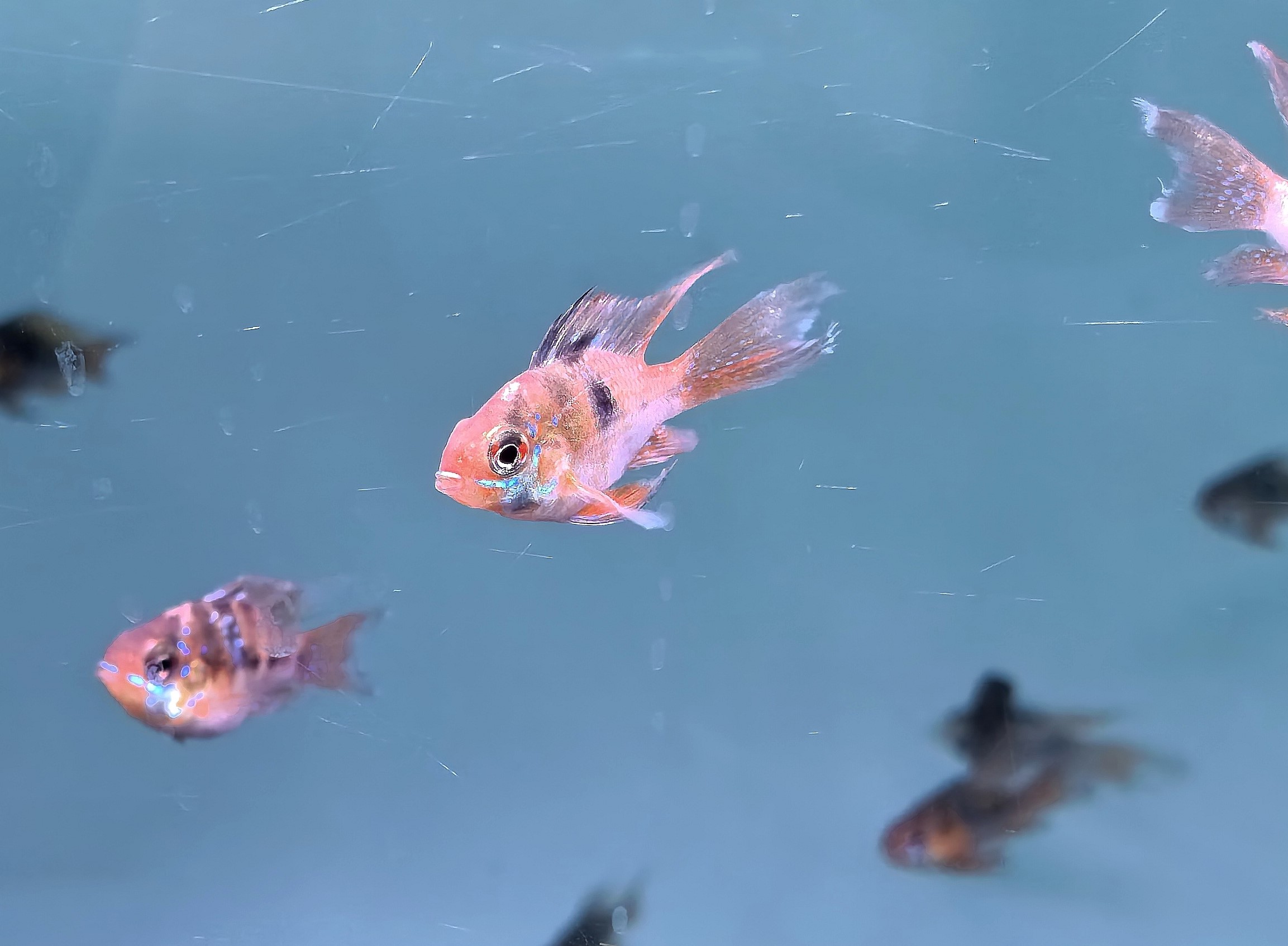 小巧靚麗的荷蘭鳳凰魚