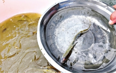 模拟自然水环境驯化长江野生鱼 刀鱼在汉安家3年“适应水土”