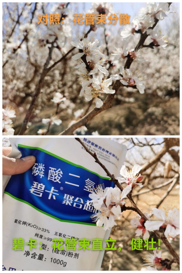 磷酸二氢钾“促花神器”，选对品牌，一次开爆