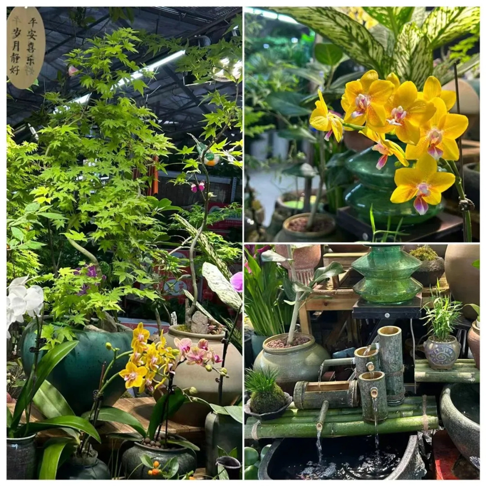 赏春光，逛花市