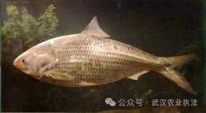 十年禁渔不能丝毫动摇，长江等着更多鱼儿回家