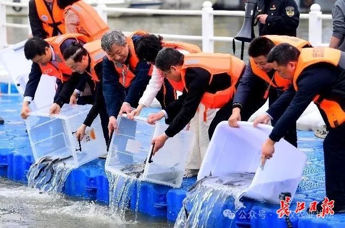 十年禁渔不能丝毫动摇，长江等着更多鱼儿回家