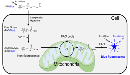 FAOBlue---脂肪酸β-氧化（FAO）活性荧光定量试剂