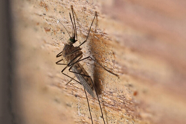 蚊虫叮咬的危害有多大？如何有效进行防治？这些方法很有效！