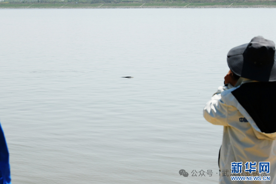 国家安全湖北实践丨“数字江豚”赋能长江大保护