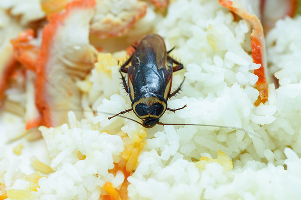 食堂蟑螂问题频发，该如何有效防治，保障食品安全？