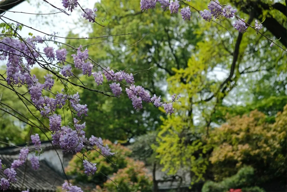 苏州园林紫藤：东方美的典范图景