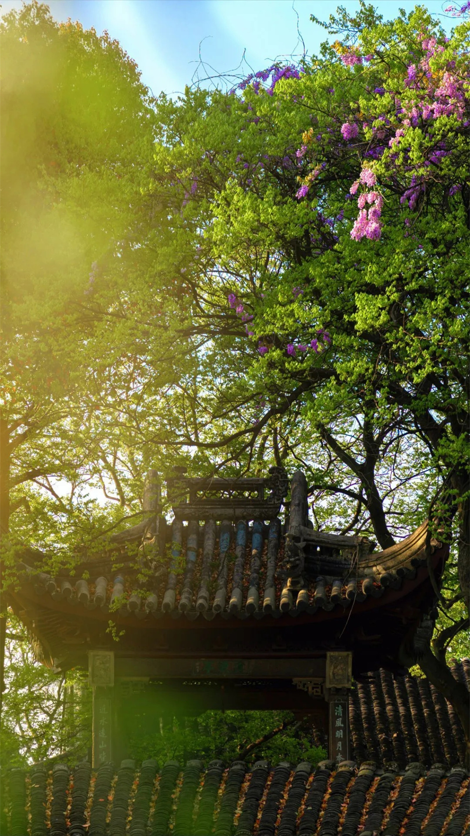 苏州园林紫藤：东方美的典范图景