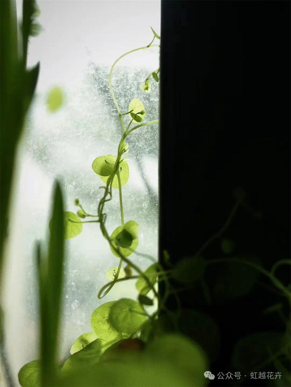 最可愛的爬藤植物！打造四季如春的室內(nèi)小森林~