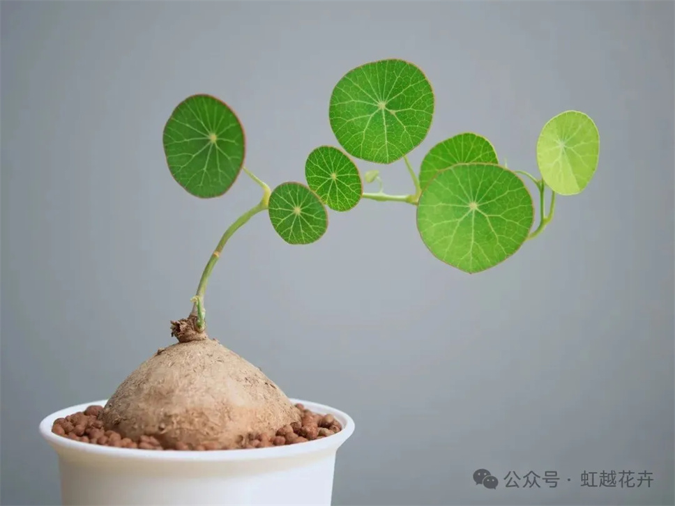 最可愛的爬藤植物！打造四季如春的室內(nèi)小森林~