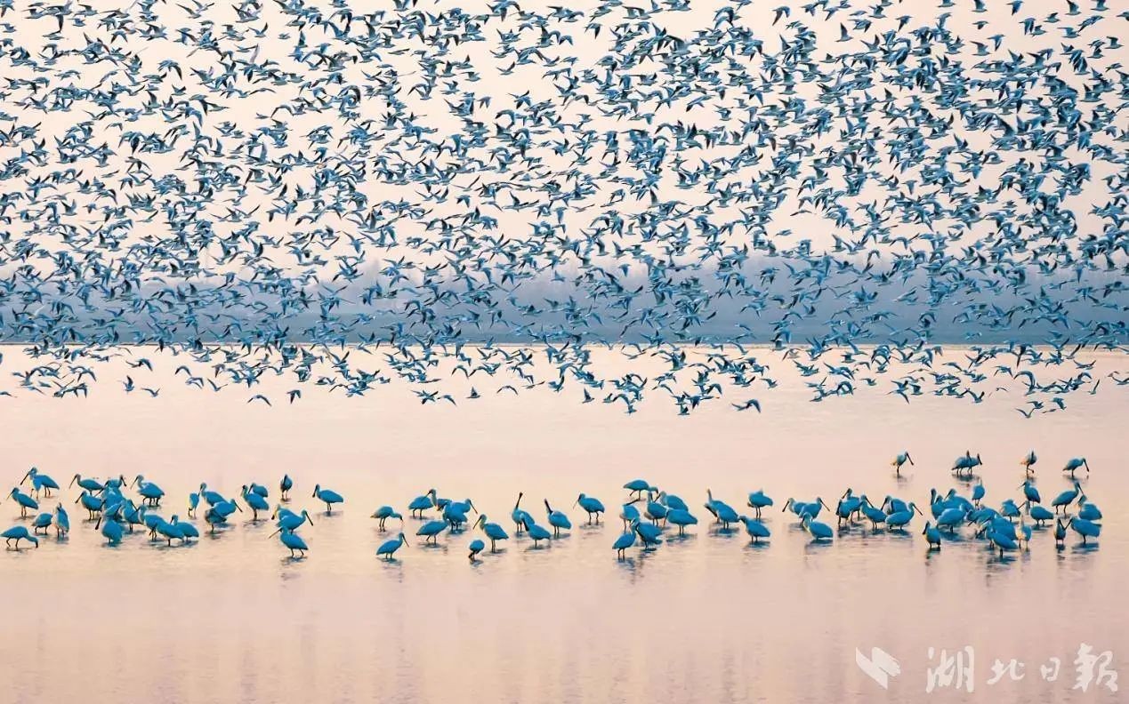 万鸟翔集 和谐共生 武汉沉湖湿地奏响人与自然和谐共生新乐章