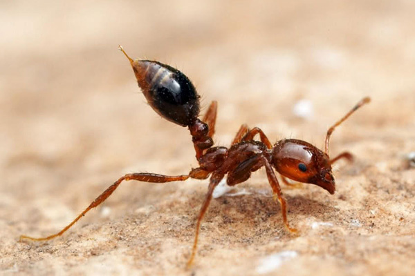 红火蚁究竟有多危险？防治红火蚁的有效手段有哪些？