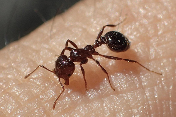 红火蚁究竟有多危险？防治红火蚁的有效手段有哪些？