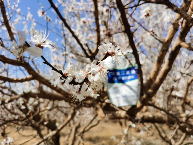 水溶肥是杏树高产，保花保果的关键