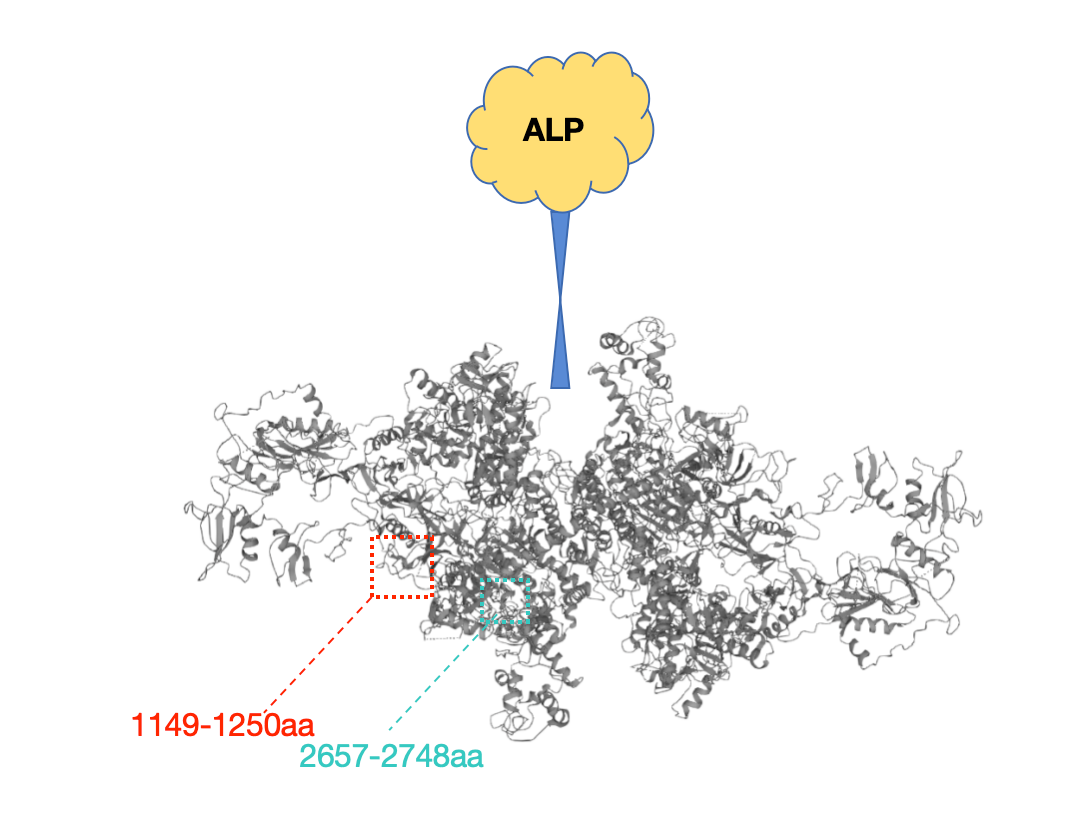 SDC专题|破译TG-ALP定点蛋白偶联物开发难点，看如何加速助推国产化学发光生产优化