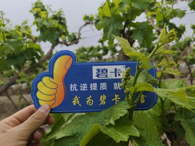 葡萄萌芽肥选哪款，多年老用户有话说