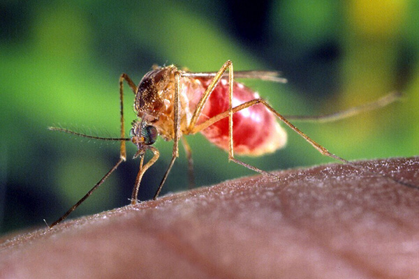 蚊虫会传播哪些疾病？如何科学预防，守护家人健康？