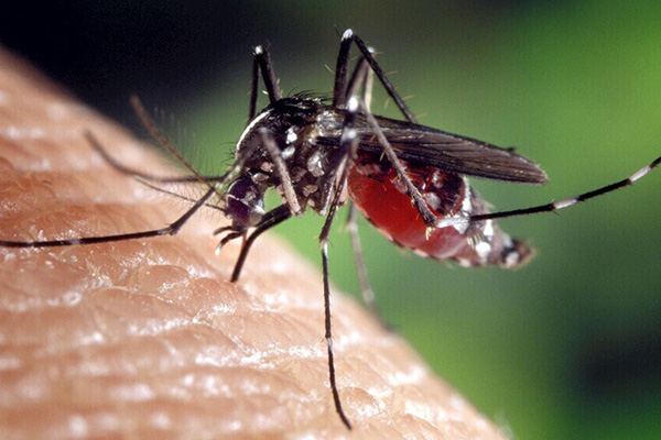 蚊虫会传播哪些疾病？如何科学预防，守护家人健康？
