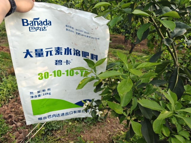 柑橘种植遇难题怎么办？水溶肥显神通