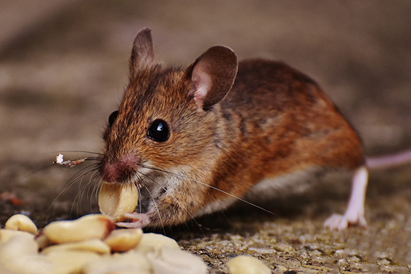 鼠患对商业场所的影响有多大？如何科学防治？