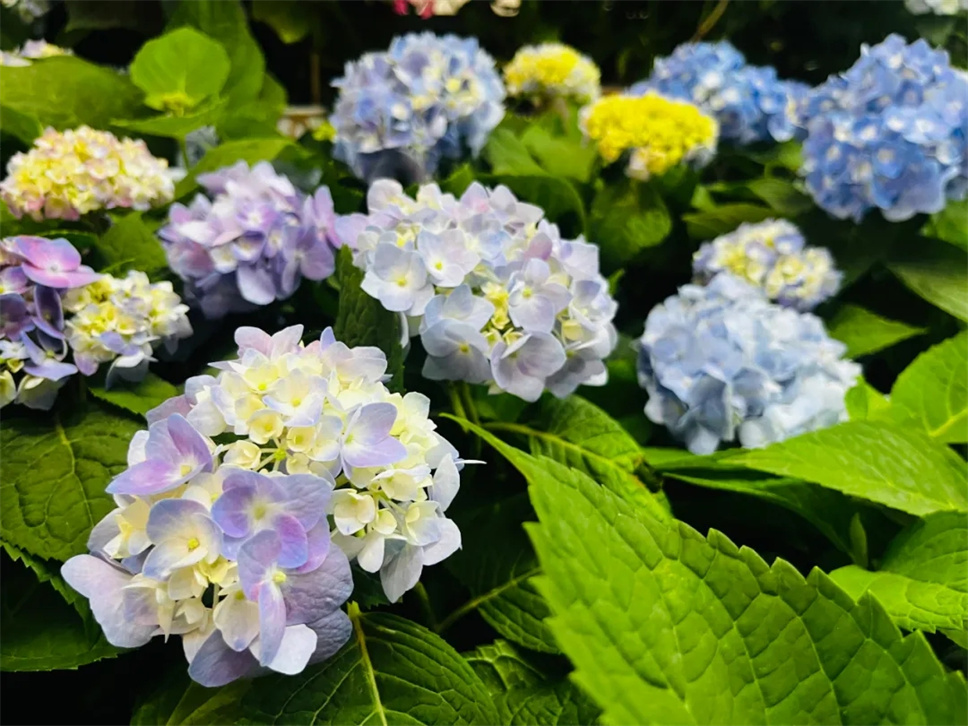 绣球花丨惊艳整个夏天