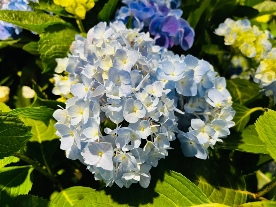 绣球花丨惊艳整个夏天