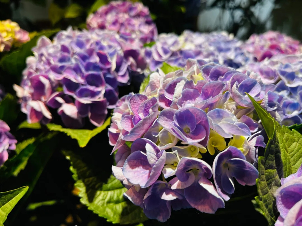 绣球花丨惊艳整个夏天