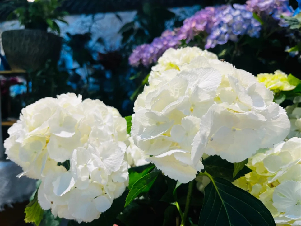 绣球花丨惊艳整个夏天