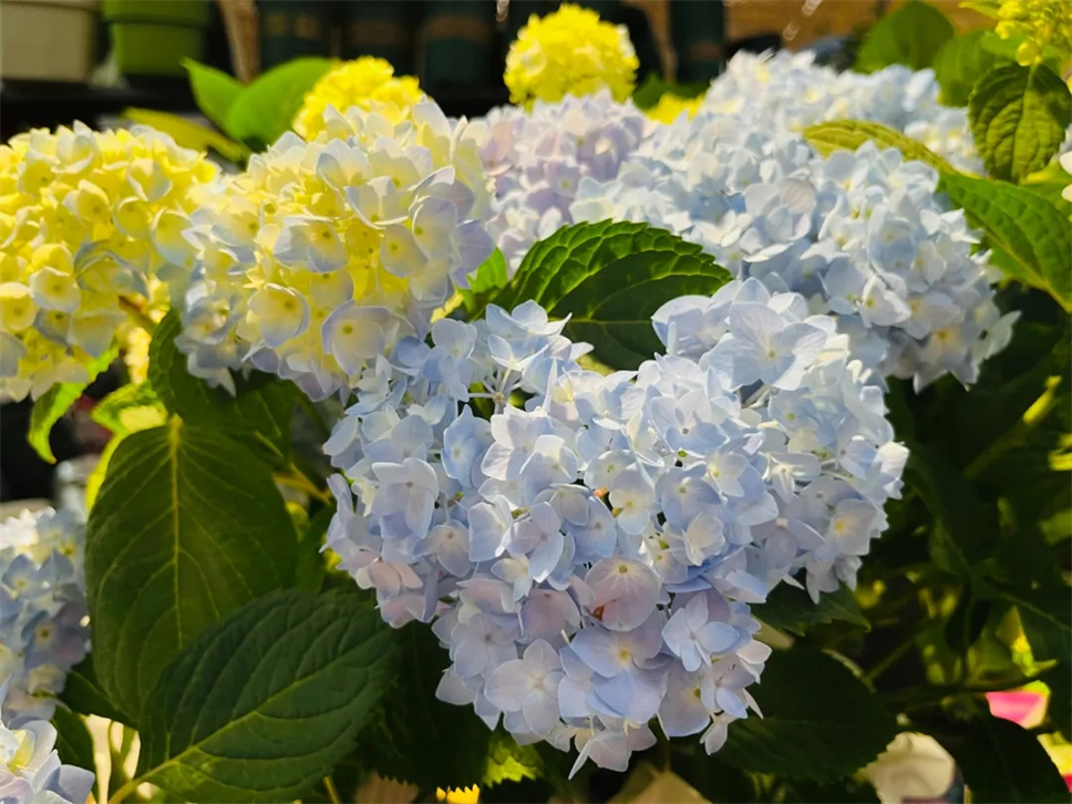 绣球花丨惊艳整个夏天