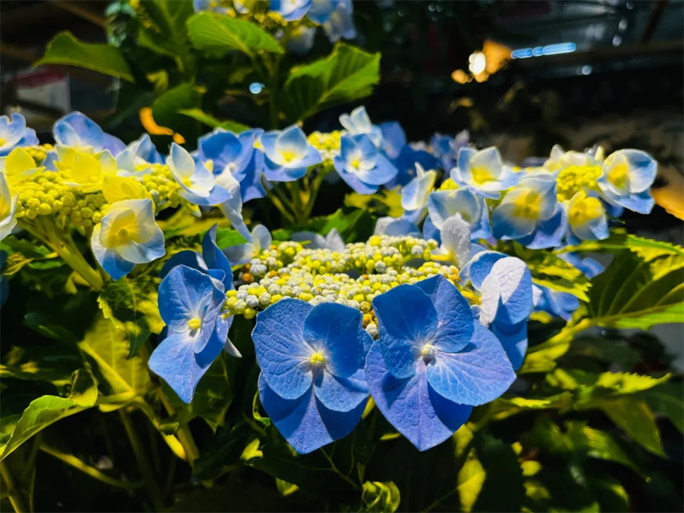 绣球花丨惊艳整个夏天