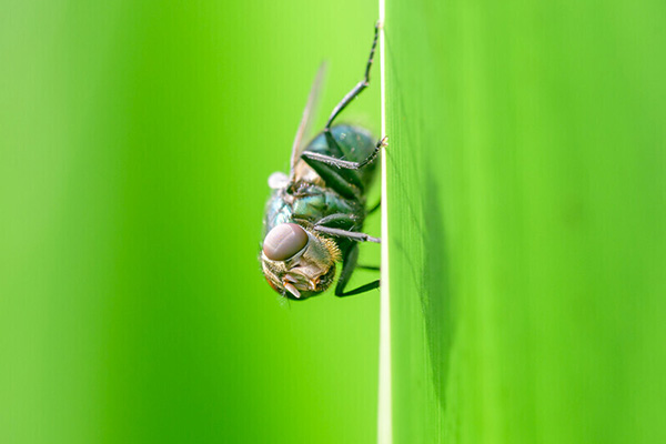 苍蝇传播的疾病知多少？如何防范与消杀？
