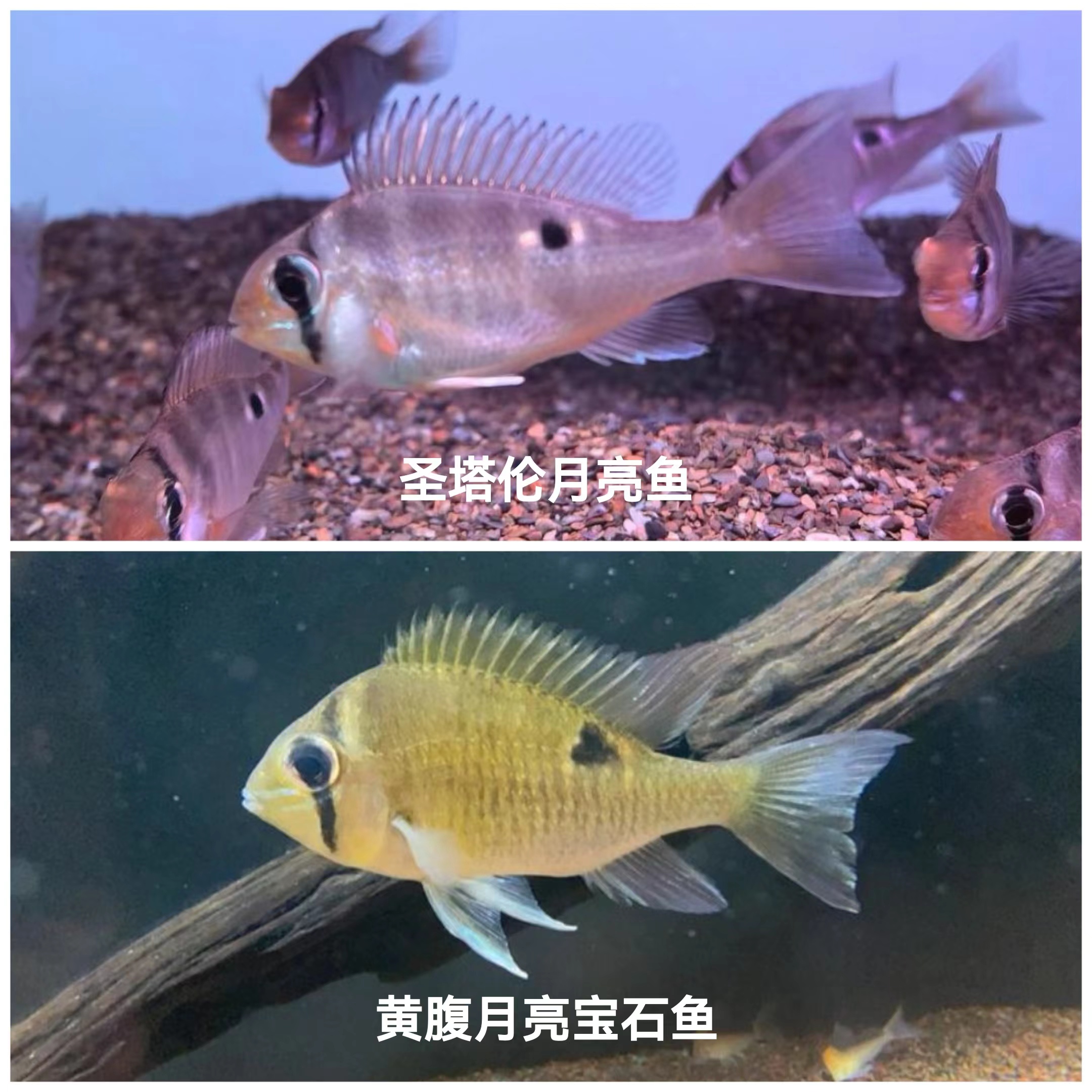 南美缸中的“寶石”——圣塔倫月亮魚