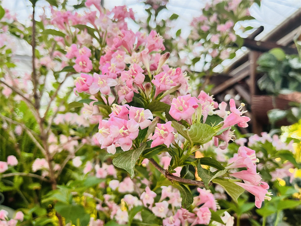 夏季澆水指南