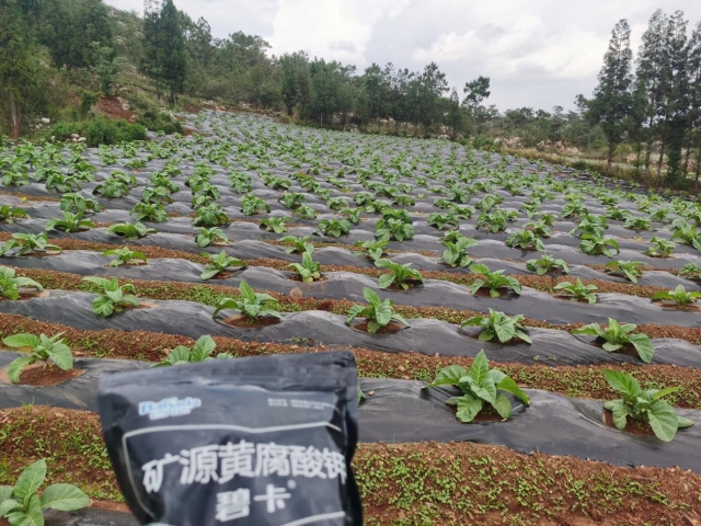 烤烟苗期管理好，三个环节少不了