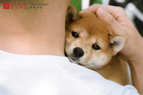 逸士生活 | Puppy Yoga与宠物的奇妙邂逅 逸士生活 | Puppy Yoga与宠物的奇妙邂逅