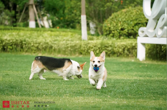 逸士生活 | Puppy Yoga与宠物的奇妙邂逅 逸士生活 | Puppy Yoga与宠物的奇妙邂逅