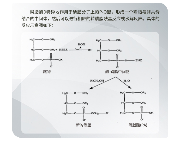 夏盛液体食品级磷脂酶10万酶活(复合神经酸PS专用)FDY-2249