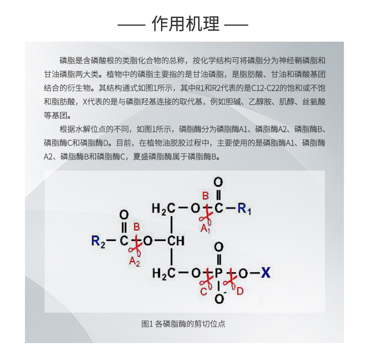 永利集团3044固体食品级磷脂酶2900酶活(磷脂酶B/去除油脂中的磷脂)FDG-2238