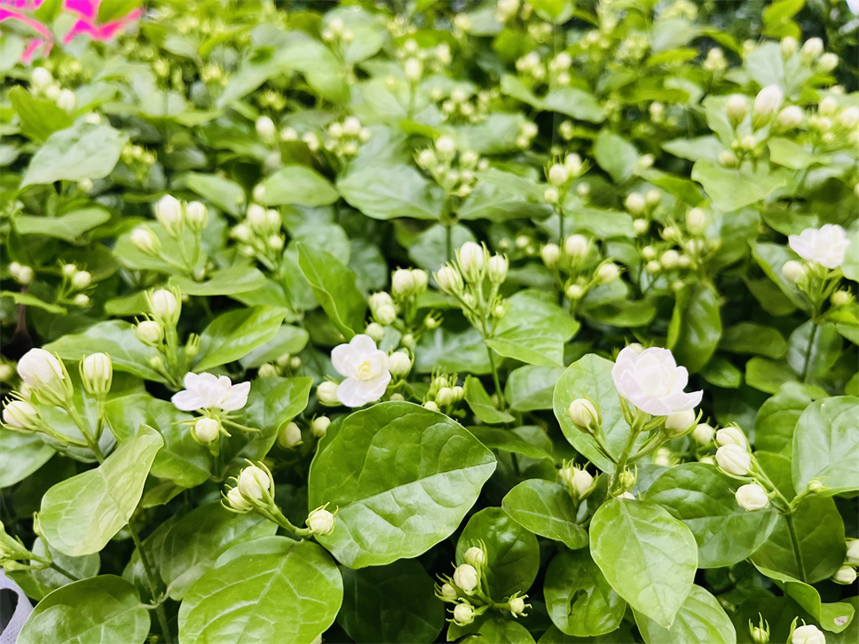 浅闻茉莉