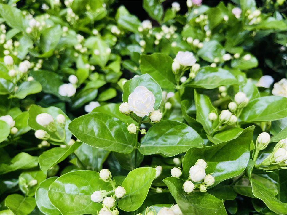 浅闻茉莉