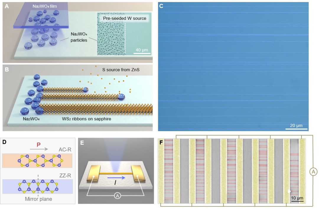 成果 | 刘开辉课题组实现手性及极化可控的二硫化钨条带阵列精准原子制造