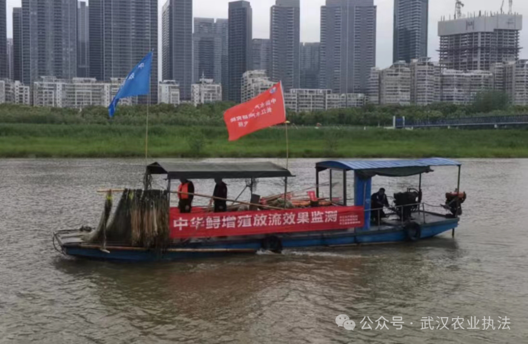 长江武汉段6-12月将开展渔业资源监测