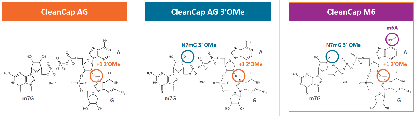 CleanCap®M6 mRNAs
