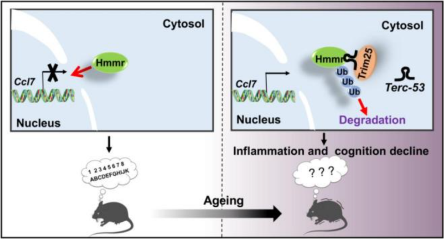 高分文献解读｜编码RNA Terc-53和透明质酸受体Hmmr可调节小鼠的衰老