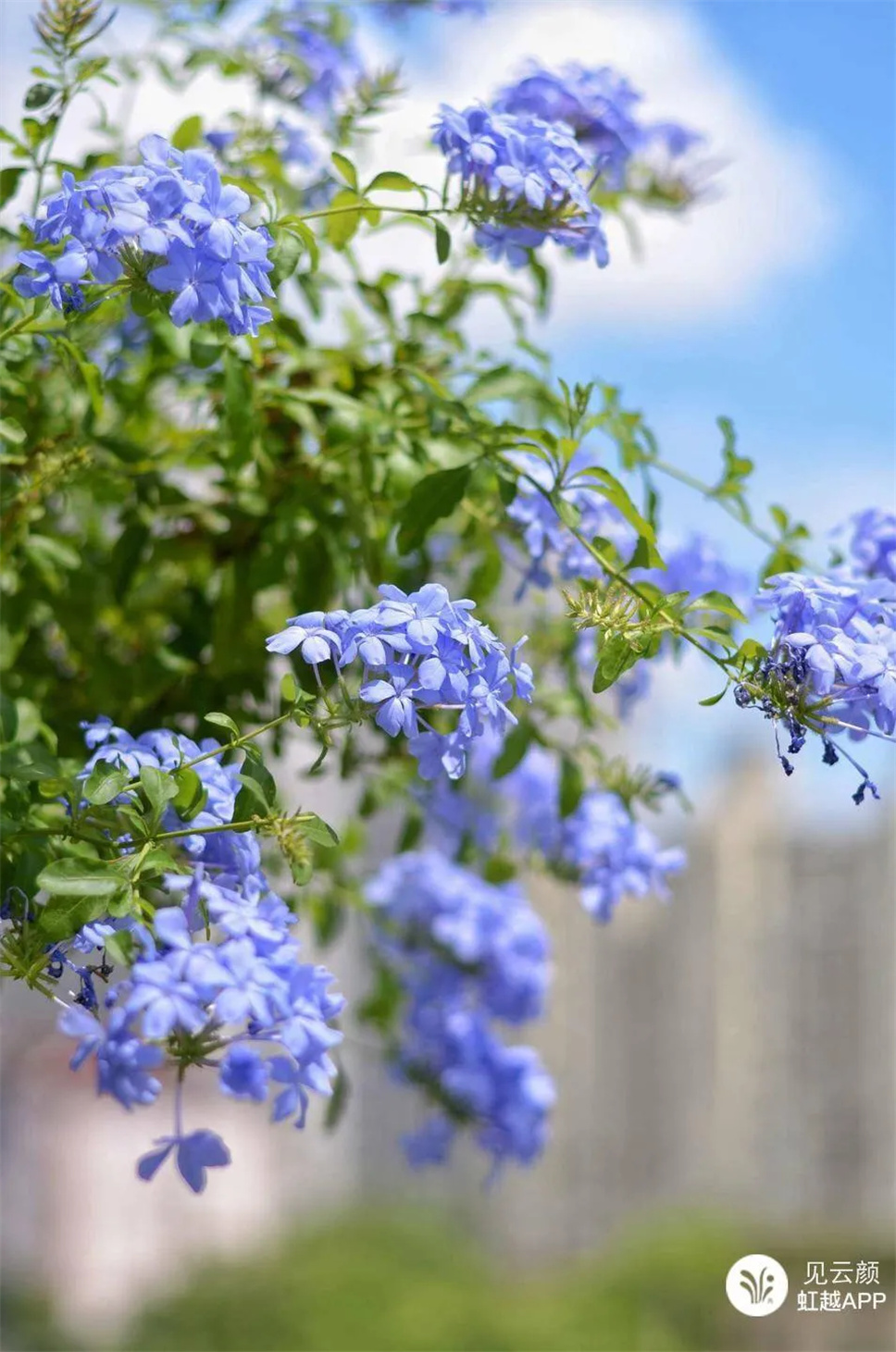 神仙顏值的開花勞模，送你一個(gè)藍(lán)色的清涼夏天