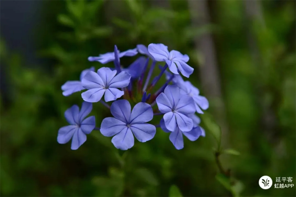 神仙顏值的開花勞模，送你一個(gè)藍(lán)色的清涼夏天