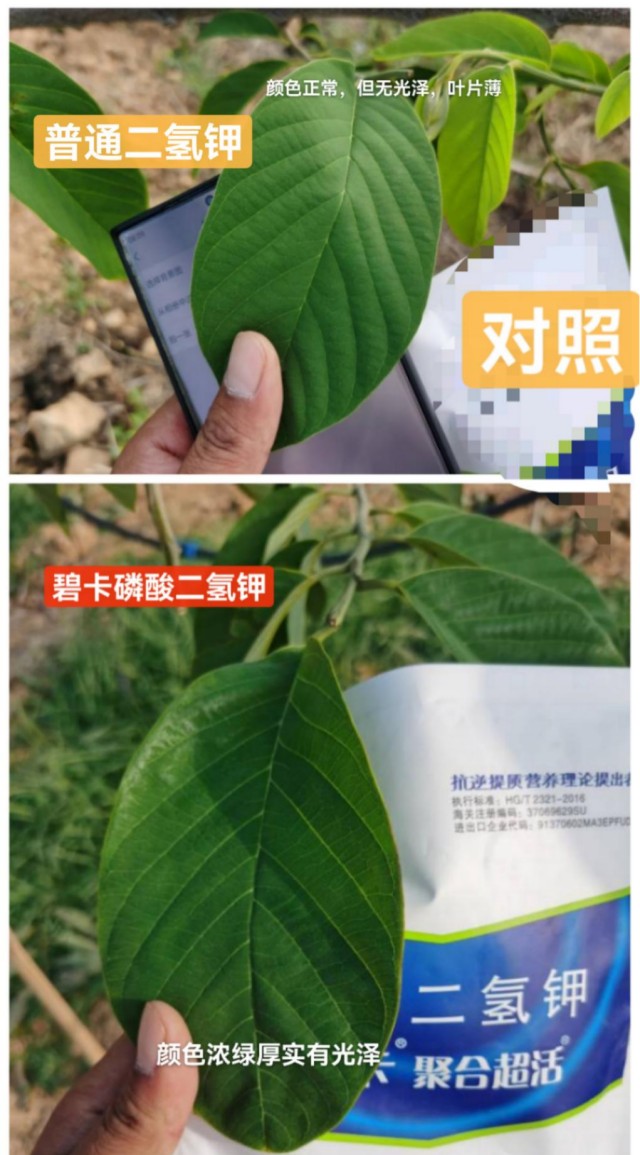 磷酸二氢钾如何选择？又有哪些效果