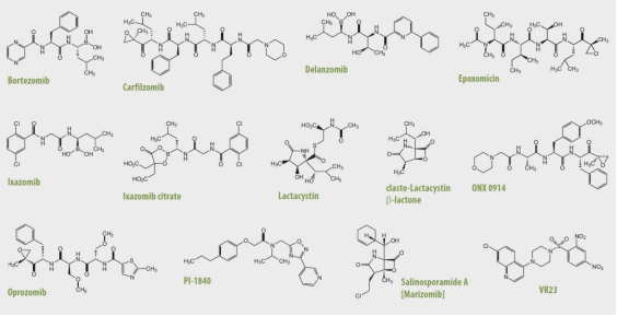 Adipogen泛素-蛋白酶体系统相关产品